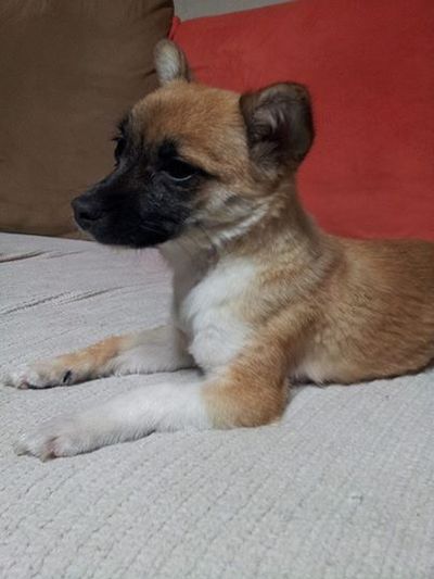 Coco