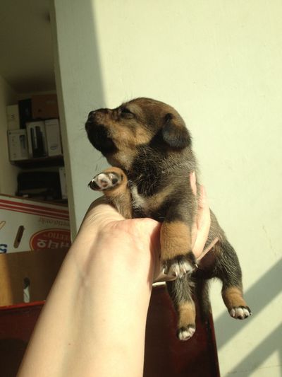 Blacky