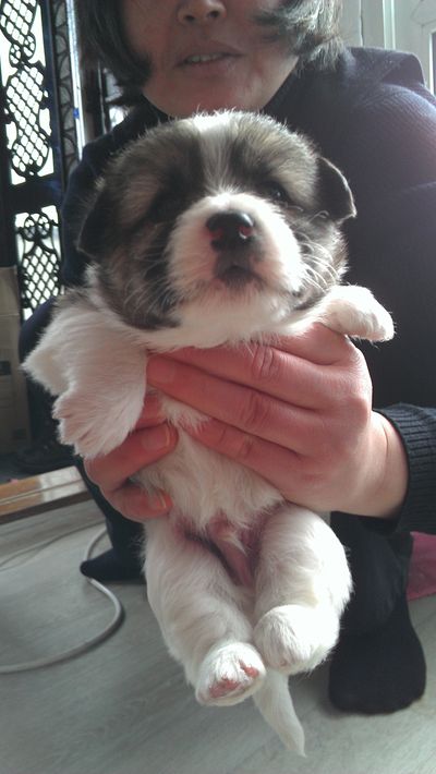 Snorble (puppy 6)