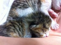 Kitten