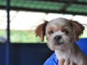 The Doggywog Who Touched the Sun: How One Korean Pup Found a New Home in Canada