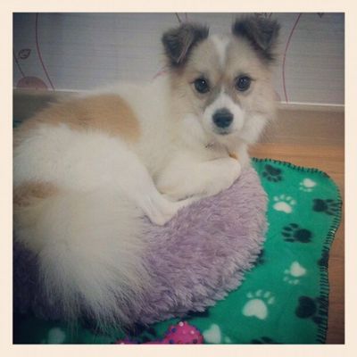 Milkshake the Spitz!