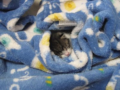 Little Trooper