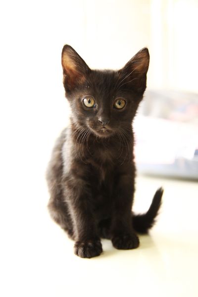 Gavroche