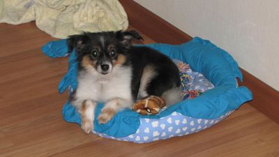 Hachi