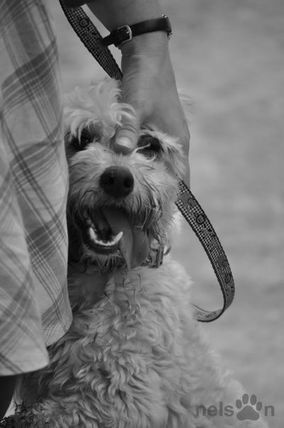 Maltese smiles next to woman with leash