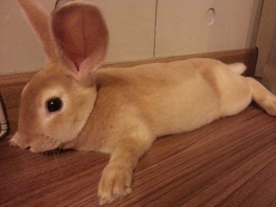 Cinnamon