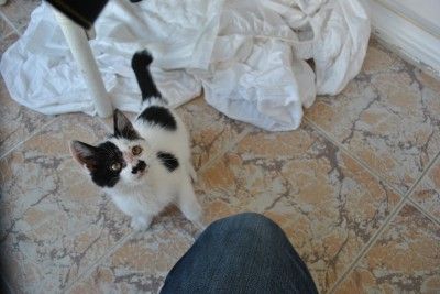 Daisy Cat