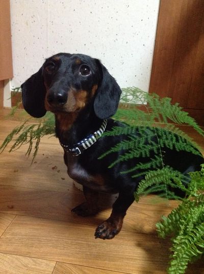 Little Leaf