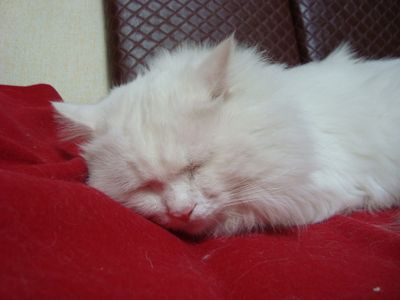 Mr. Fluffypants