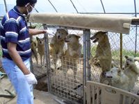Volunteer greets caged Jindo dogs