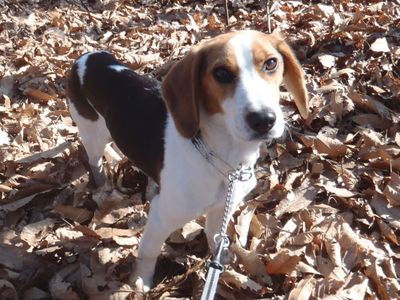 SPOT's New Year's Resolution is to find a loving and responsible forever home.