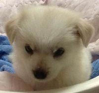 Baby Darik