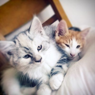 Hiss and Puff