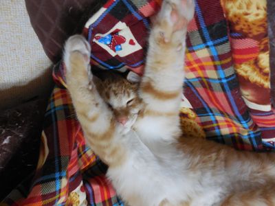Softest, floppiest kitten!!