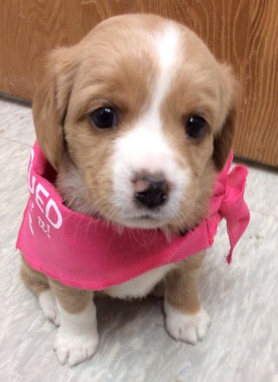 Little Freckles (Daisy's pup)