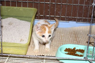 Peanut