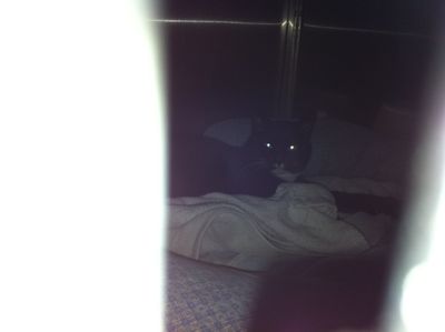 Midnight - New Mom needs a home