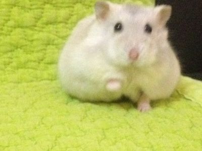 Artie