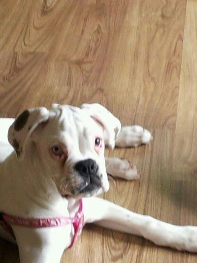Athena (formerly Nola)