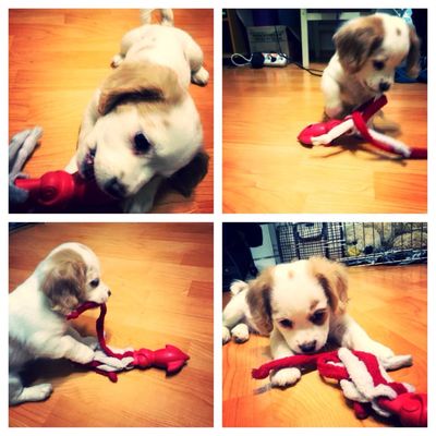 Sprout - Molly's pups