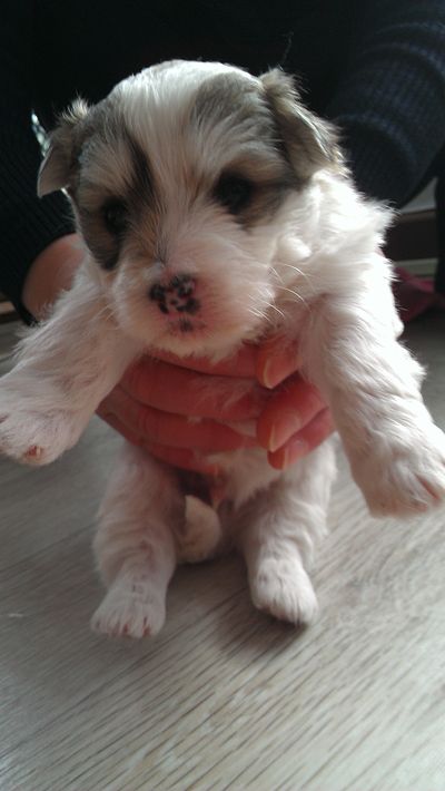 Spot (puppy 4)