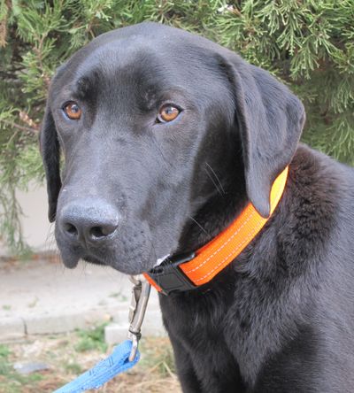 Tobi