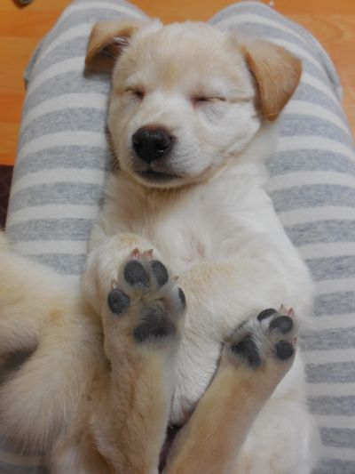 SWEET SUZY