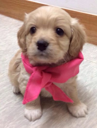Farrah (Daisy's pup)