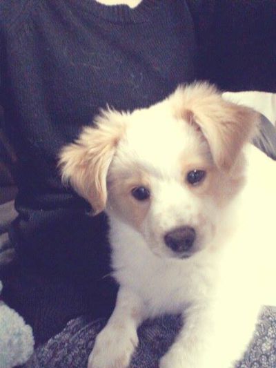Angel/Sugar - Molly's pups