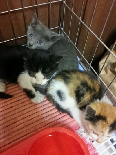 kittens!!