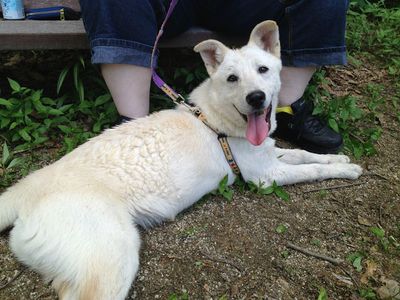 Sherlock (1 of "7 Puppies")