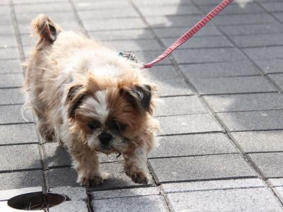 KAPS dogwalk