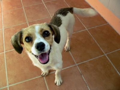 Same dog smiling and wagging her tail indoors after rescue and bath