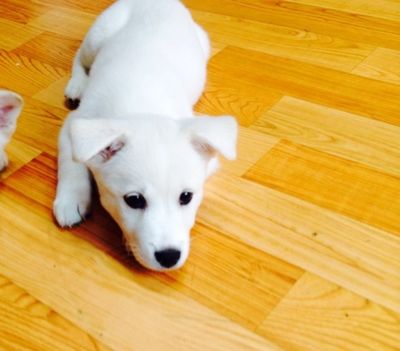Hana