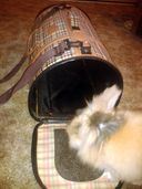 The How-to of Flying Your Pet Rabbit Home