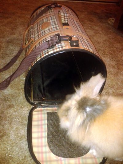 The How-to of Flying Your Pet Rabbit Home
