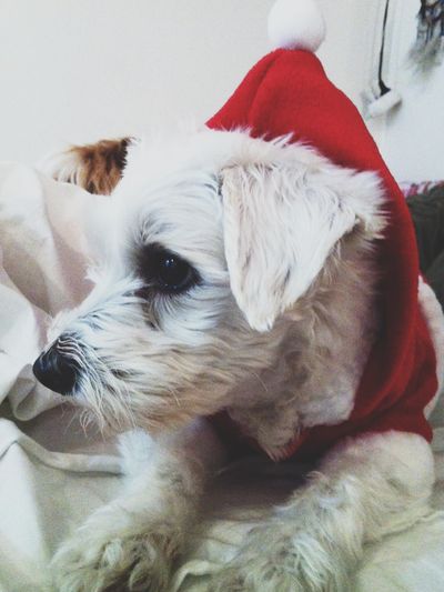 Lou