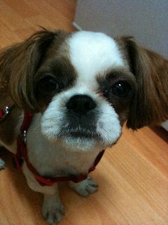 Biscuit