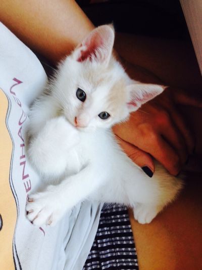 Cashew