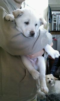 Watson (1 of "7 Puppies")