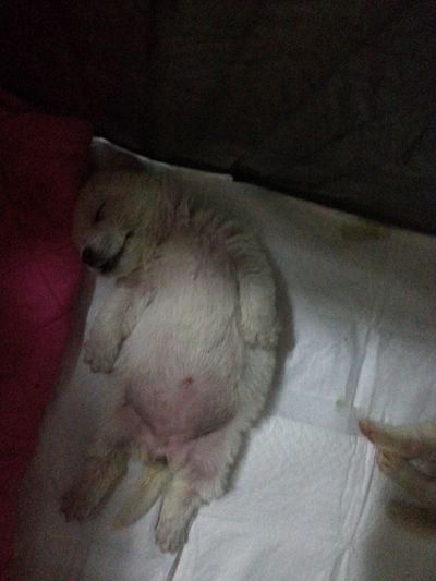 Gomi 곰이
