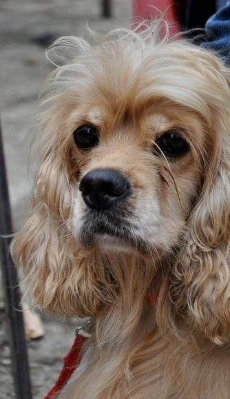 Autumn The Cocker Spaniel