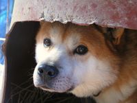 Sammy