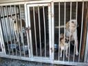 RSPCA in Korea: The Coffee Is Always Waiting