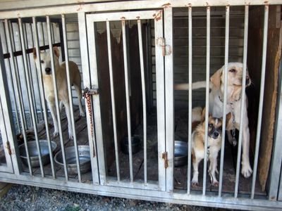 RSPCA in Korea: The Coffee Is Always Waiting