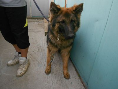 Shep