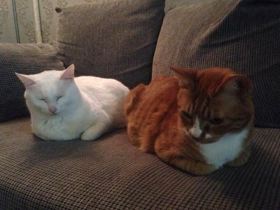 Gil and Snowy