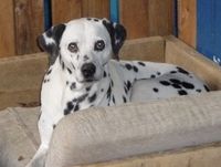 Zoe The Dalmatian