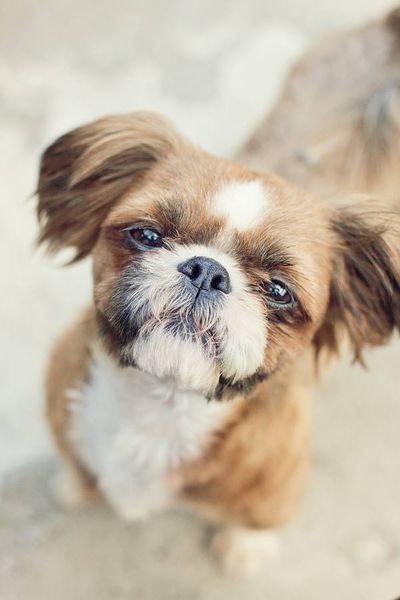 Teddy Tzu